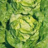 Laitue Pommee Analora Bio. La barquette de 12 plants