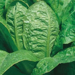Laitue Romaine Jeluna Bio. La barquette de 12 plants