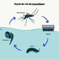 Larvicides anti-moustiques efficace en 48h Bleen - 200m²