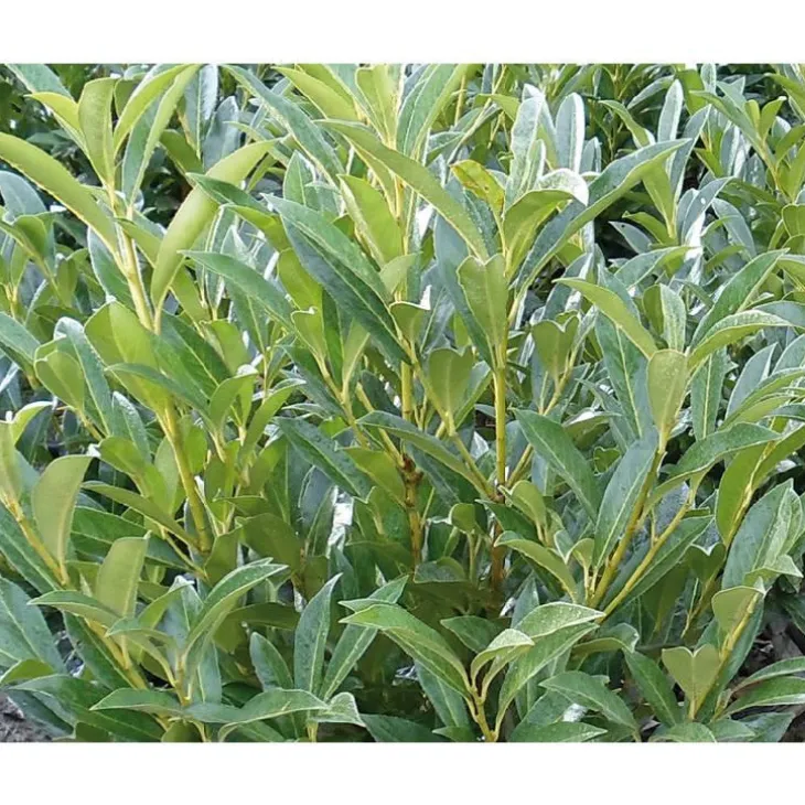 Laurier cerise - pot 15 L