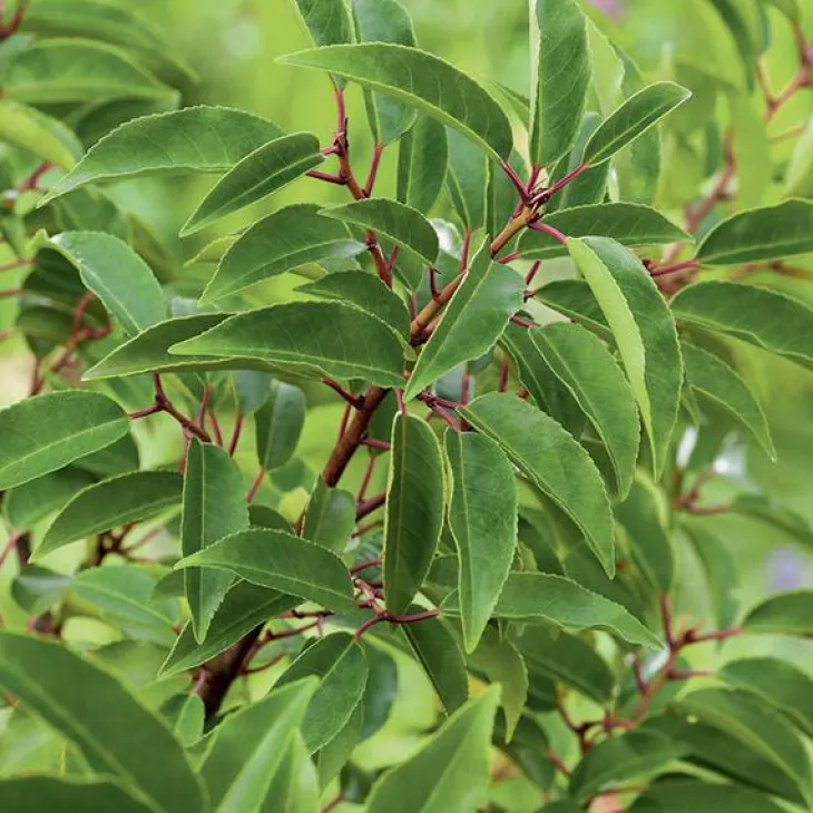 Laurier du Portugal ‘Angustifolia’ vert. Le pot de 3L