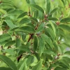 Laurier du Portugal ‘Angustifolia’ vert. Le pot de 7L