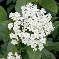 Laurier tin ‘Giganteum’ blanc. Le pot de 7L