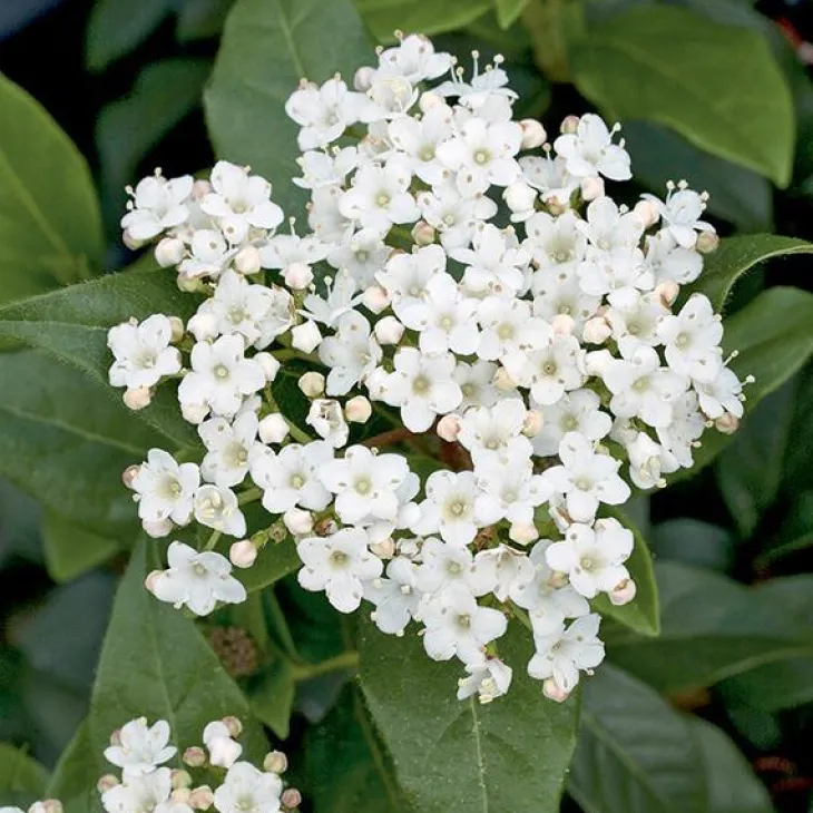 Laurier tin ‘Giganteum’ blanc. Le pot de 7L