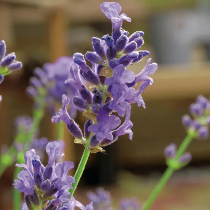 Lavande Angustifolia Munstead - pot 3 L