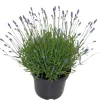 Lavande bleue. Le pot de 5 litres
