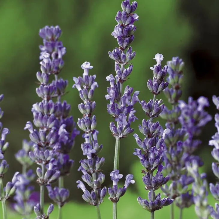 Lavandula Intermedia ou Lavandin Dutch à fleurs violettes. Le pot de 3 litres