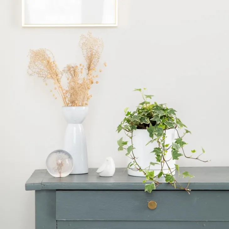 Lierre panaché vert en pot blanc émaillé botanic®. Le pot Ø 15 cm