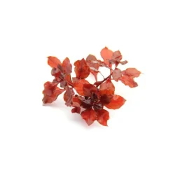 Ludwigia glandulosa