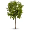 Mandarinier. Le pot de 15 litres