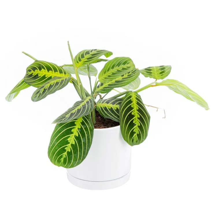 Maranta Leuconeura 'Lemon' vert en pot blanc émaillé botanic®. Le pot Ø 15 cm