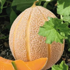 Melon Hales'S Best Jumbo Bio. La barquette de 3 plants