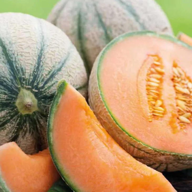 Melon Jenga Bio. Le pot de 10,5 cm