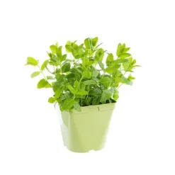 Menthe Marocaine Bio. Le pot de 2,5 litres