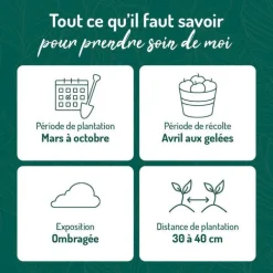 Menthe Marocaine Bio. Le pot de 2,5 litres