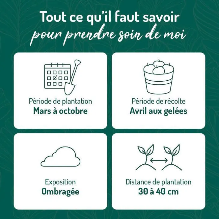Menthe Marocaine Bio. Le pot de 2,5 litres