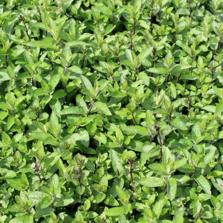 Menthe Mojito Bio. Le pot de 4,6 litres