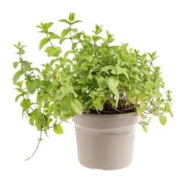 Menthe Mojito Bio. Le pot de 4,6 litres