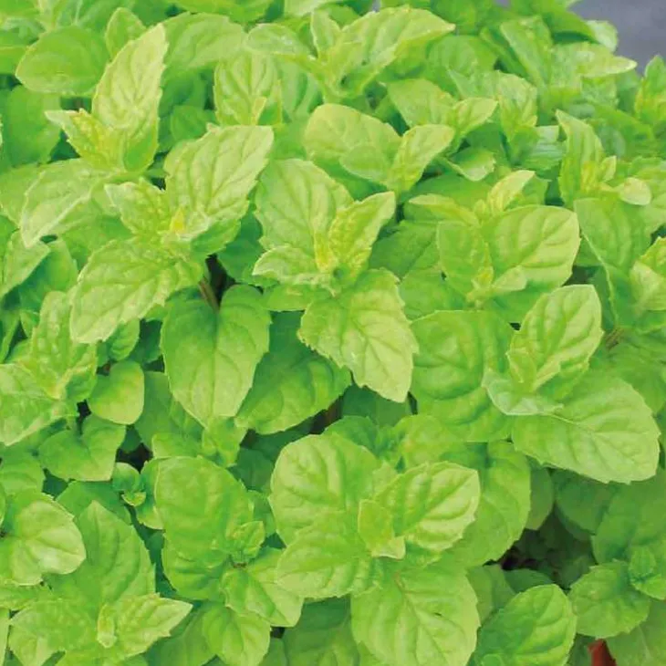 Menthe Verte Bio. Le pot de 1 litre