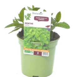Menthe Verte Bio. Le pot de 1 litre