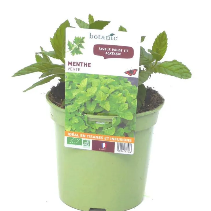 Menthe Verte Bio. Le pot de 1 litre