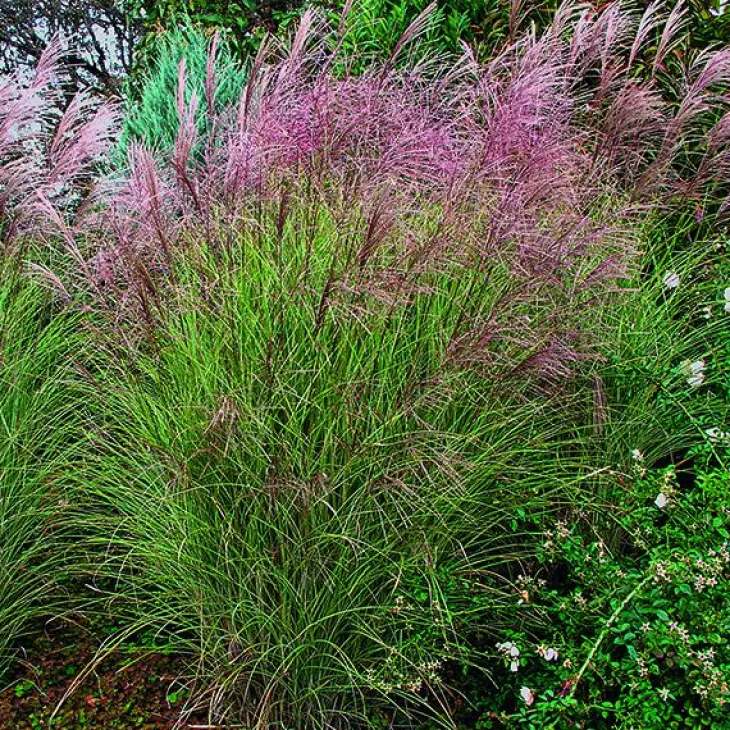 Miscanthus sinensis Morning Light vert botanic®. Le pot de 2 litres