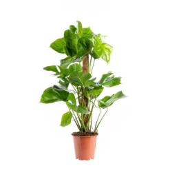 Monstera Deliciosa pot Ø19xH80 cm