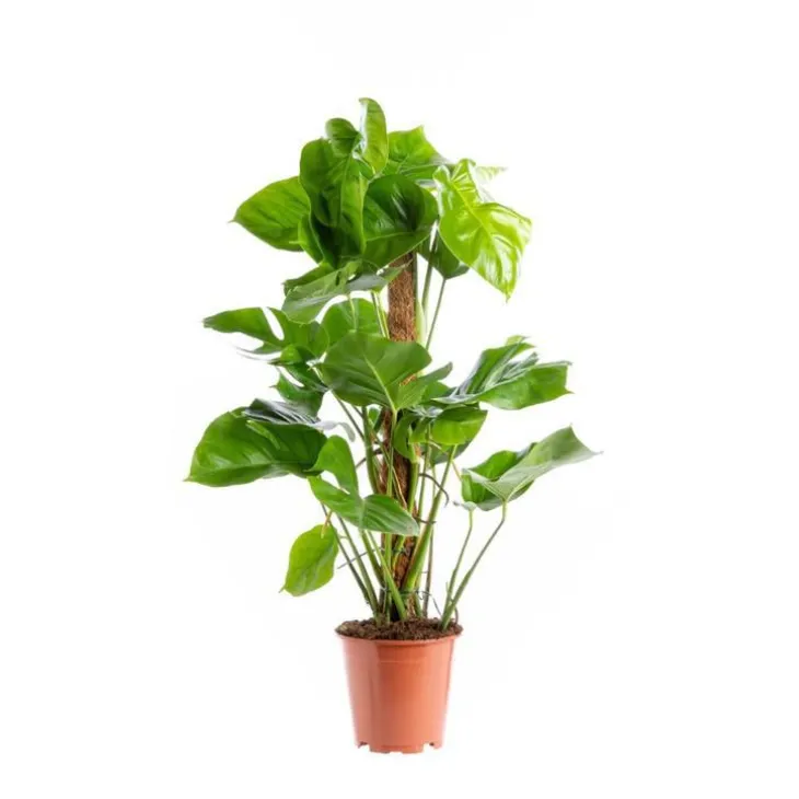 Monstera Deliciosa pot Ø19xH80 cm