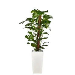 Monstera et son pot Cubico premium Ø 30 blanc
