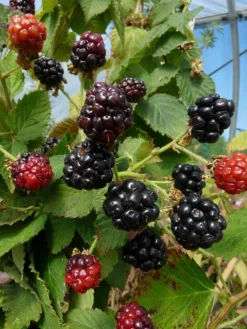 Mure Little Black Prince Bio. Le pot de 2 litres