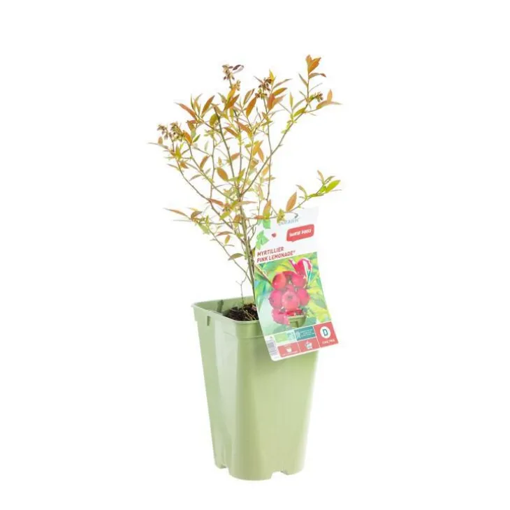 Myrtille Pink Lemonade® Bio. Le pot de 2 litres