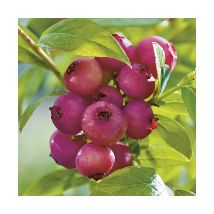 Myrtille Pink Lemonade® Bio. Le pot de 2 litres