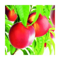Nectarinier Nain Nectarella® Zaidulab. Le pot de 10 litres en forme 1/4 tige