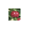 Nectarinier Nectared 6 ®. Le pot de 12 litres, forme gobelet