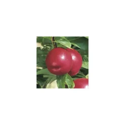Nectarinier Nectared 6 ®. Le pot de 12 litres, forme gobelet