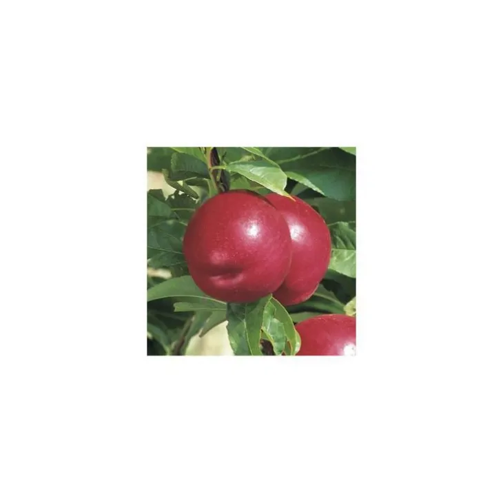 Nectarinier Nectared 6 ®. Le pot de 12 litres, forme gobelet