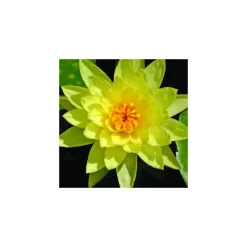 Nénuphar 3L jaune