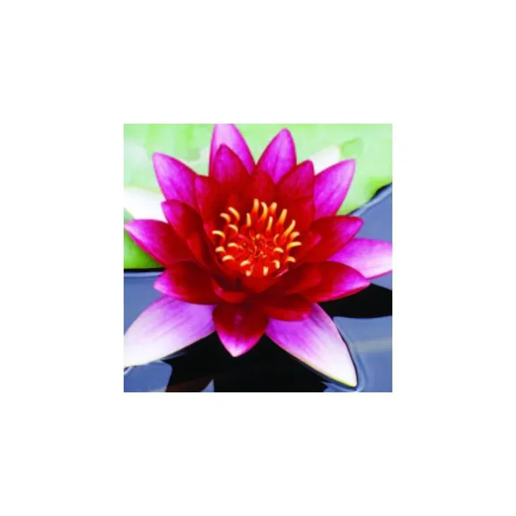 Nénuphar 3L rouge