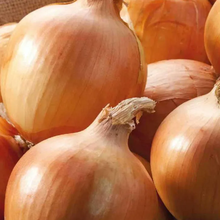 Oignon Jaune Cenol Bio. La barquette de 12 plants