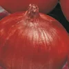 Oignon Rouge Red Baron Bio. La barquette de 12 plants