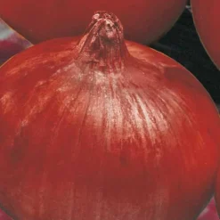 Oignon Rouge Red Baron Bio. La barquette de 12 plants