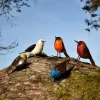 Oiseau métal peint main
