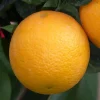 Oranger. Le pot de 6 litres