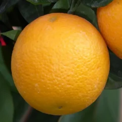 Oranger. Le pot de 130 litres