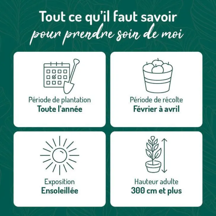 Oranger Navel Bio. Le pot de 3 litres