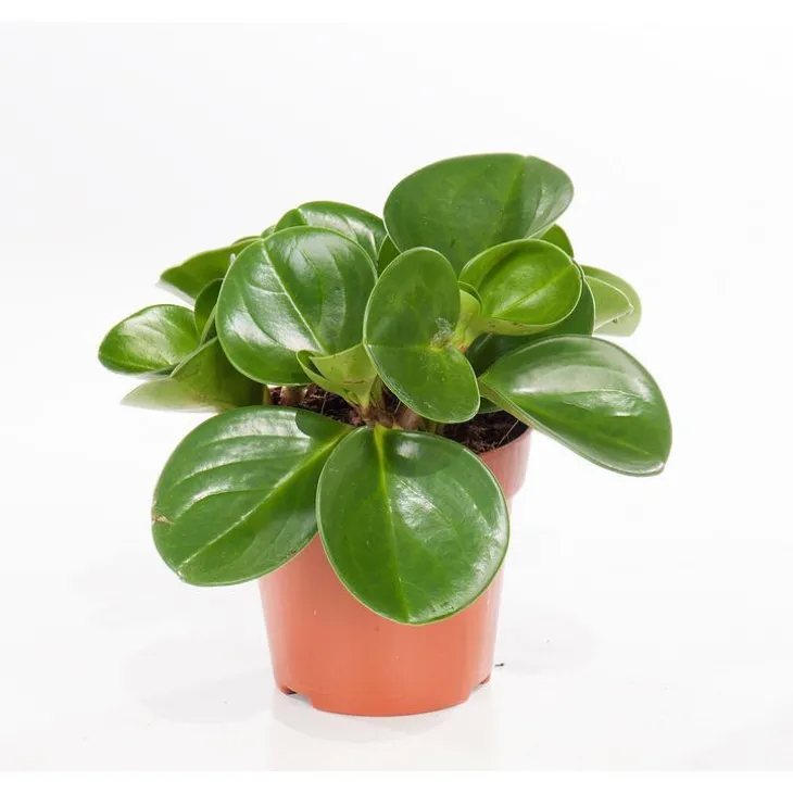 Orchidée Peperomia obtusifolia
