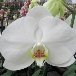 Orchidée Phalaenopsis blanc 2 branches. Pot 12 cm