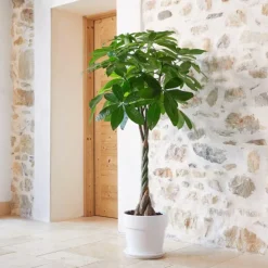 Pachira aquatica vert en pot blanc émaillé botanic®. Le pot Ø 30 cm