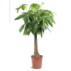 Pachira ou Châtaignier de Guyane pot Ø32 cm/ H195 cm