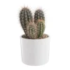 Pachycereus pringlei en pot blanc émaillé H 20 x Ø 20 cm